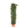 PHILODENDRON SCAND.tutore-pianta generica