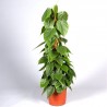 PHILODENDRON SCAND.guardian-the plant generic
