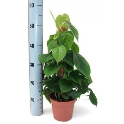 PHILODENDRON SCAND.guardian-the plant generic