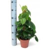 PHILODENDRON SCAND.tutore-pianta generica