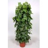 PHILODENDRON SCAND.guardian-the plant generic