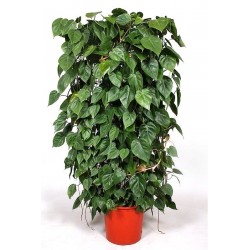 PHILODENDRON SCAND.tutore-pianta generica