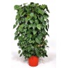 PHILODENDRON SCAND.guardian-the plant generic