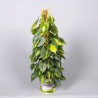 PHILODENDRON CELASTRUS BRASIL - plant generic