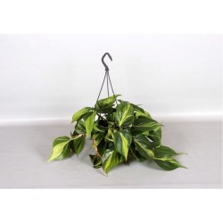 PHILODENDRON SCANDENS BRASIL - pianta generica