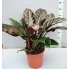 PHILODENDRON IMPERIAL RED - pianta generica