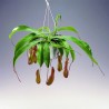 NEPENTHES - pianta generica