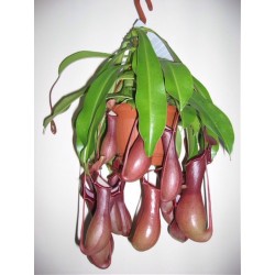 NEPENTHES - pianta generica