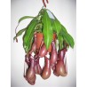 NEPENTHES - pianta generica