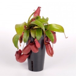 NEPENTHES - pianta generica