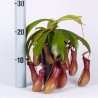 NEPENTHES - pianta generica