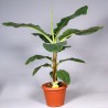 MUSA ACUMINATA DWARF CAVENDISH - pianta generica