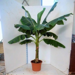MUSA ACUMINATA DWARF CAVENDISH - pianta generica