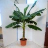 MUSA ACUMINATA DWARF CAVENDISH - pianta generica