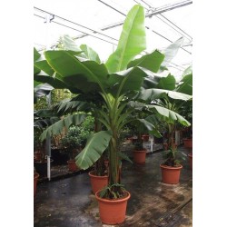 MUSA ACUMINATA DWARF CAVENDISH - pianta generica