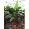 MUSA ACUMINATA DWARF CAVENDISH - pianta generica