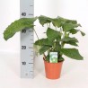 CALATHEA MUSAICA - plant generic