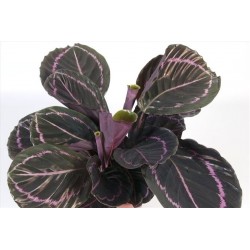 CALATHEA ROSEA PICTA DOTTIE - pianta generica