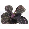 CALATHEA ROSEA PICTA DOTTIE - pianta generica