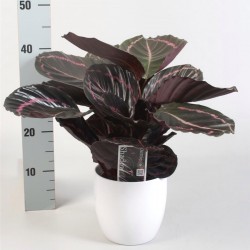CALATHEA ROSEA PICTA DOTTIE - pianta generica