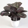 CALATHEA ROSEA PICTA DOTTIE - pianta generica
