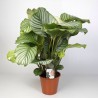 CALATHEA ORBIFOLIA - pianta generica