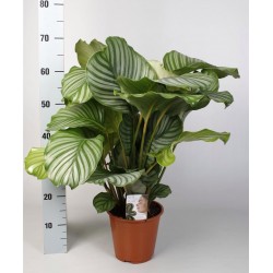 CALATHEA ORBIFOLIA - pianta generica