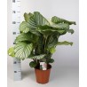 CALATHEA ORBIFOLIA - pianta generica