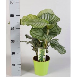 CALATHEA ORBIFOLIA - pianta generica