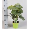 CALATHEA ORBIFOLIA - pianta generica