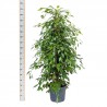 FICUS BENJAMINA (pianta generica)