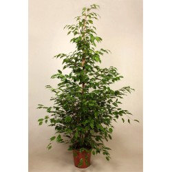 FICUS BENJAMINA (pianta generica)