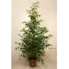 FICUS BENJAMINA (pianta generica)
