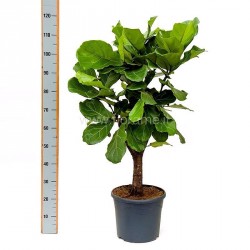 FICUS LYRATA - pianta generica
