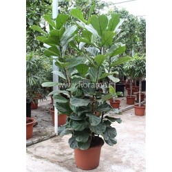 FICUS LYRATA - pianta generica