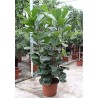 FICUS LYRATA - pianta generica