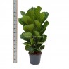 FICUS LYRATA - pianta generica