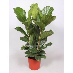 FICUS LYRATA - pianta generica