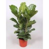 FICUS LYRATA - pianta generica