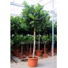 FICUS LYRATA - pianta generica
