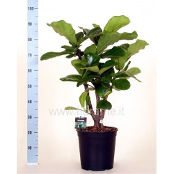FICUS LYRATA - pianta generica