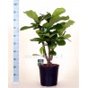 FICUS LYRATA - pianta generica