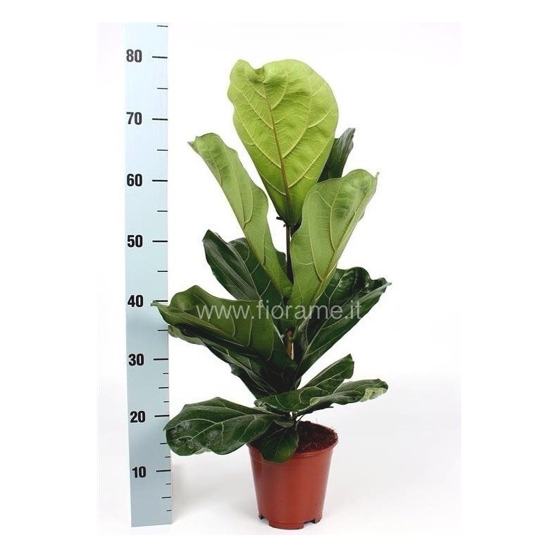 FICUS LYRATA - pianta generica