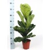 FICUS LYRATA - pianta generica