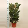 FICUS ELASTICA ROBUSTA - pianta generica