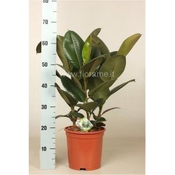 FICUS ELASTICA ROBUSTA - pianta generica
