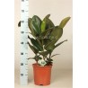 FICUS ELASTICA ROBUSTA - pianta generica