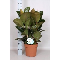 FICUS ELASTICA ROBUSTA - plant generic