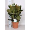 FICUS ELASTICA ROBUSTA - pianta generica