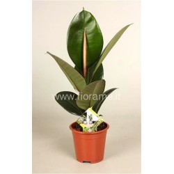 FICUS ELASTICA ROBUSTA - pianta generica
